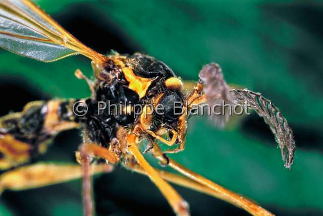Ctenophora festiva.JPG - Ctenophora festiva (Portrait)TipuleCtenophore agreableCrane flyDipteraTipulidaeFrance